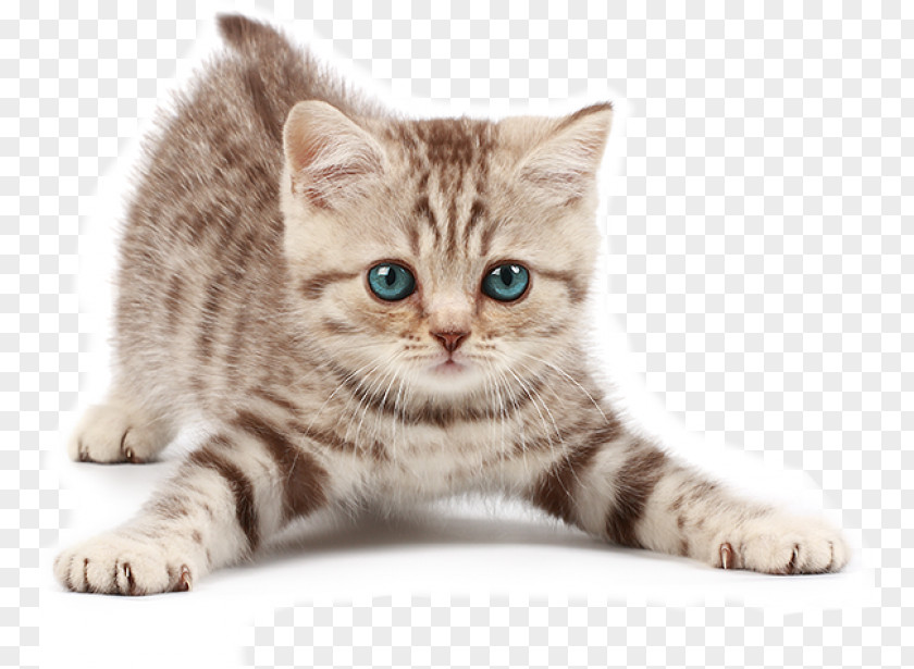 Kitten American Bobtail Munchkin Cat Dog Siamese PNG