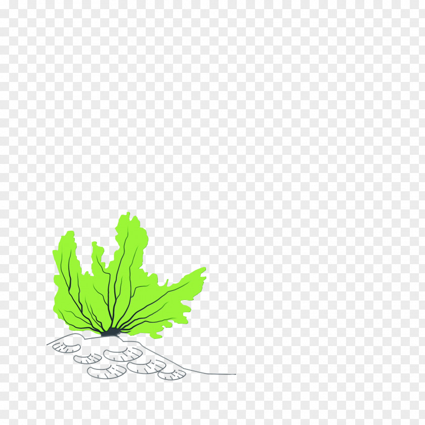 Leaf Plant Stem Tree Green Meter PNG