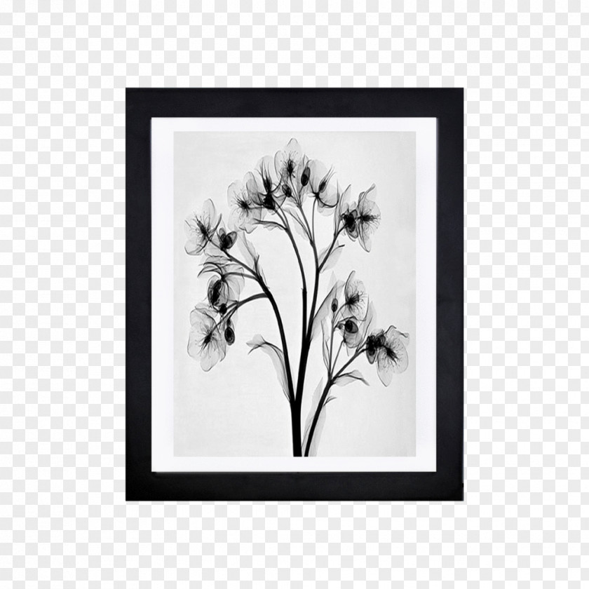 Minimalista Moderno Drawing X-ray Black And White Image Vector Graphics PNG
