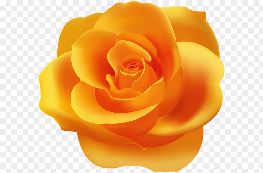 Orange Roses Garden Desktop Wallpaper Clip Art PNG