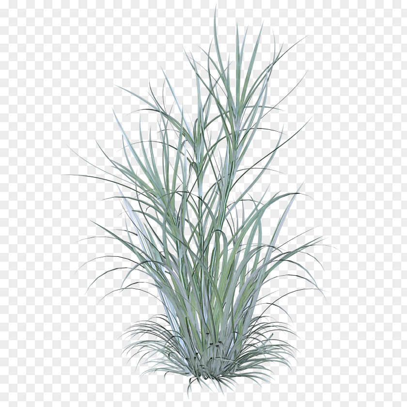 Perennial Plant Shrub Grass Flower Family Yucca PNG