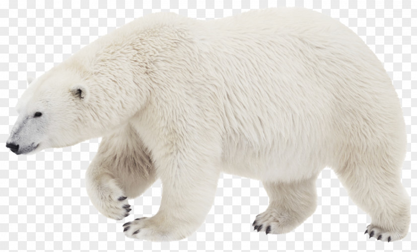 Polar Bear Brown Stock Photography Transparency PNG