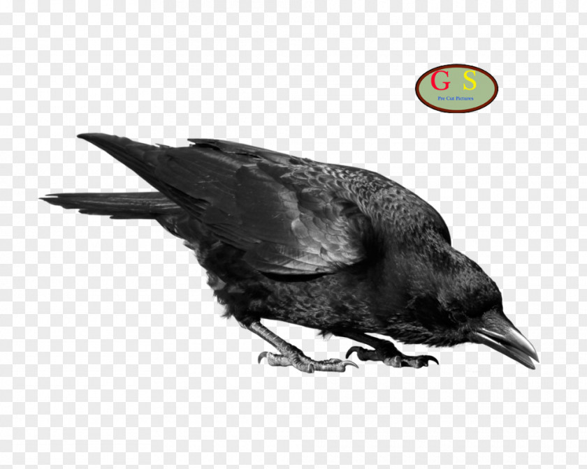 Tracking Crows Clip Art PNG