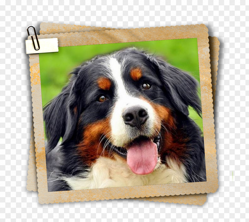 Bernese Mountain Dog Breed Greater Swiss Entlebucher Companion PNG