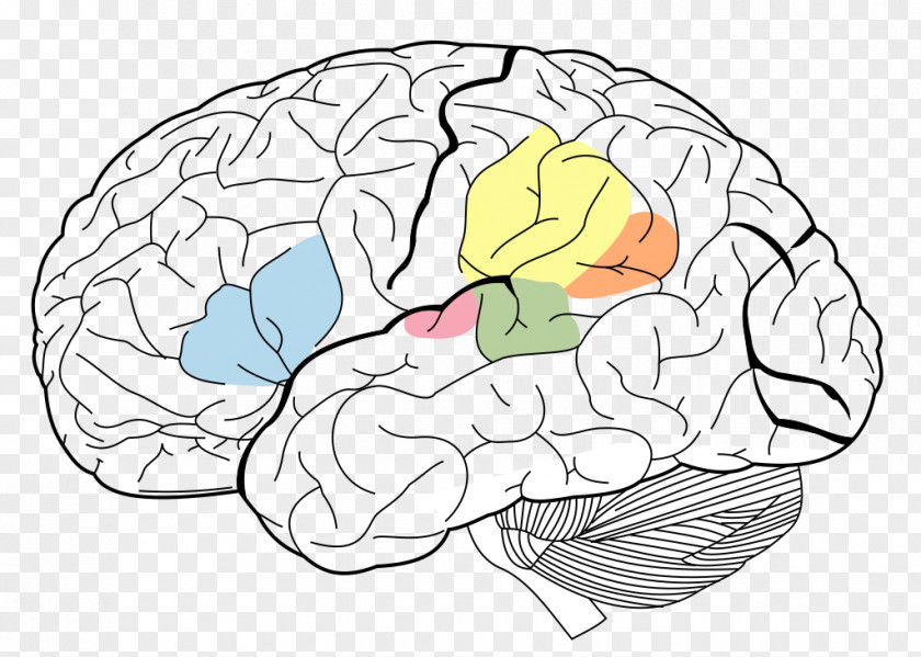 Brain Broca's Area Wernicke's Angular Gyrus Cerebral Cortex PNG