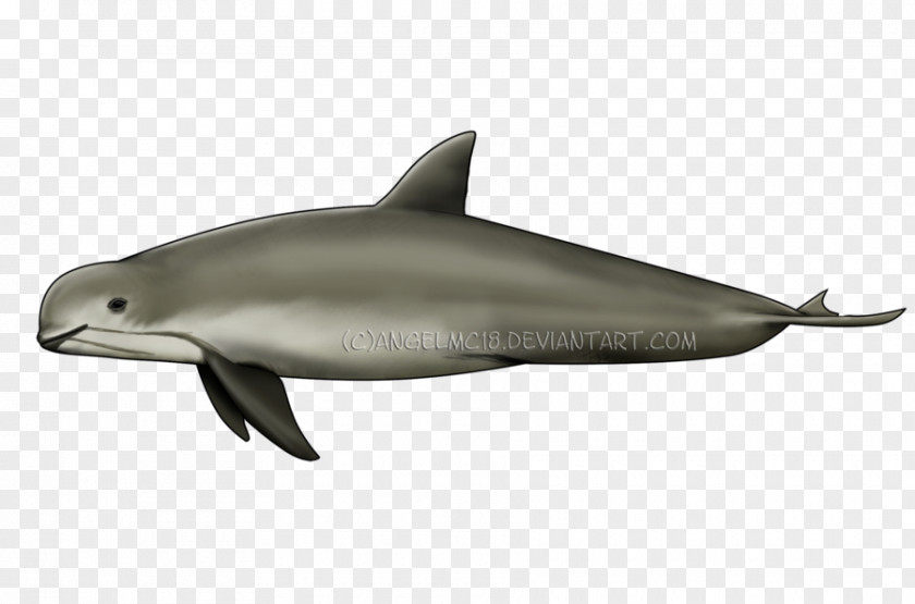 Dolphin Spinner Common Bottlenose Short-beaked Striped Rough-toothed PNG