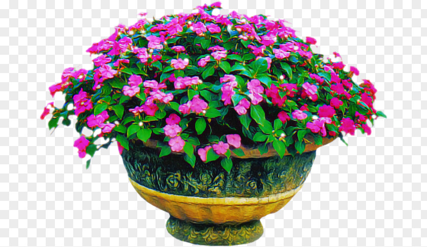 Flower Flowerpot Houseplant Annual Plant Shrub PNG