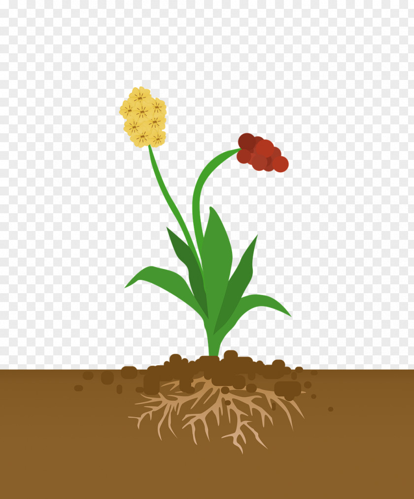 Flowerpot Soil Lily Flower Cartoon PNG