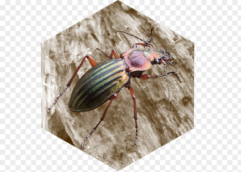Insect Weevil PNG