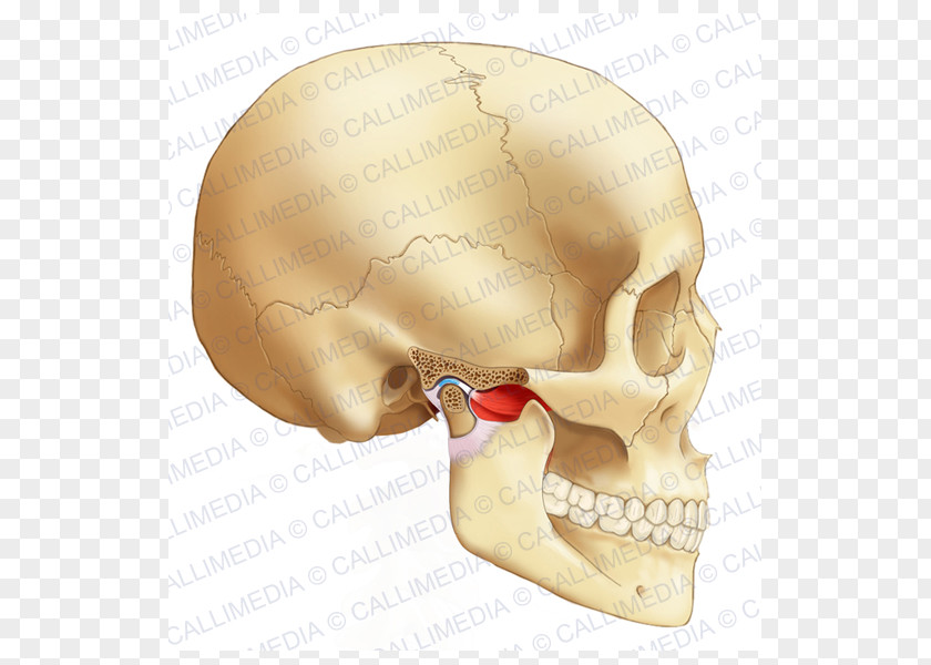 Nose Temporomandibular Joint Bone Head Human Body PNG