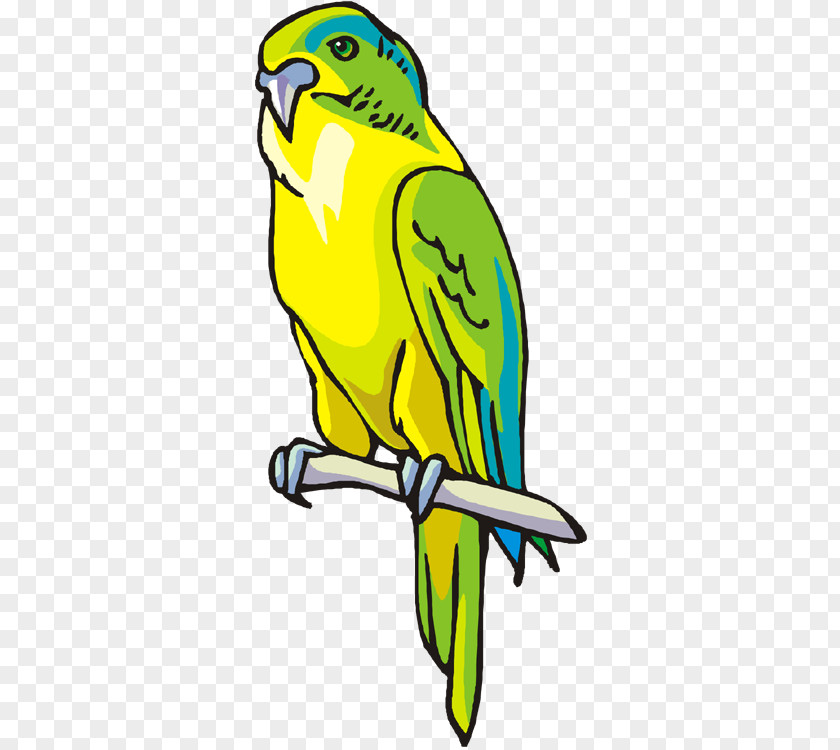 Parrot Budgerigar Macaw Parakeet Clip Art PNG