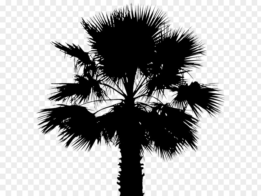 Asian Palmyra Palm Date Leaf Trees Silhouette PNG