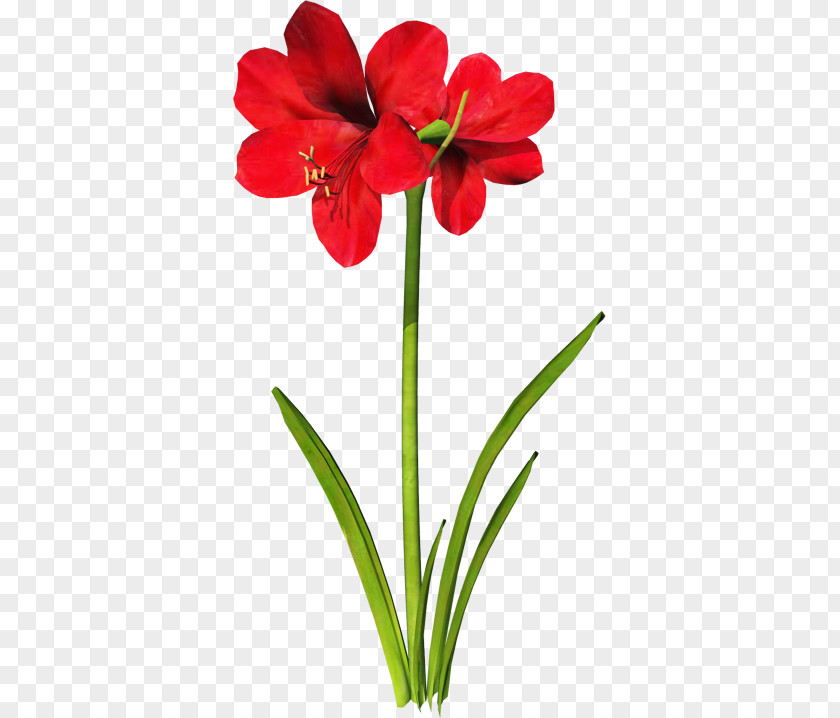 Flower Jersey Lily Download Clip Art PNG