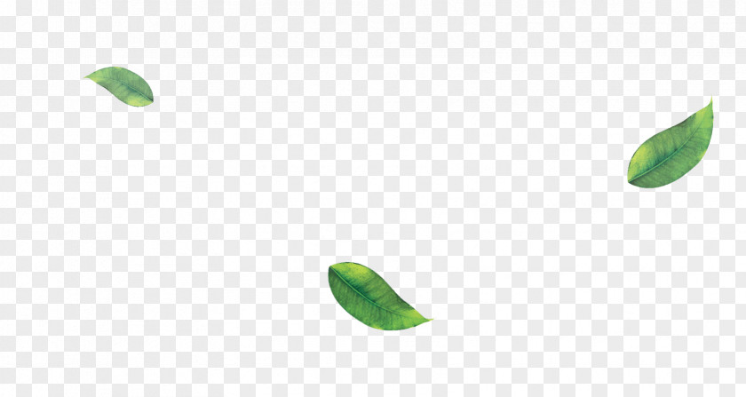 Green Tea Leaf PNG