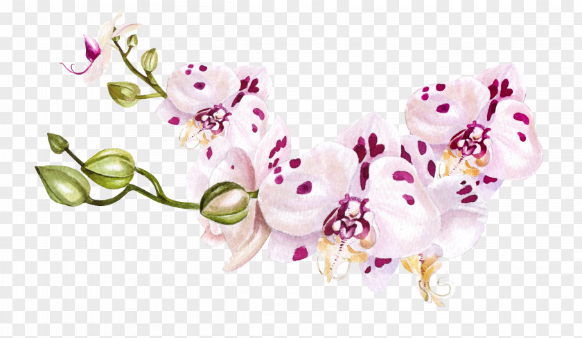 Moth Orchid Branch Watercolor Pink Flowers PNG