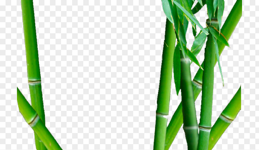 Bamboo Close-up PNG