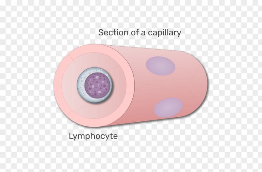 Blood Lymphocyte White Cell Agranulocyte PNG