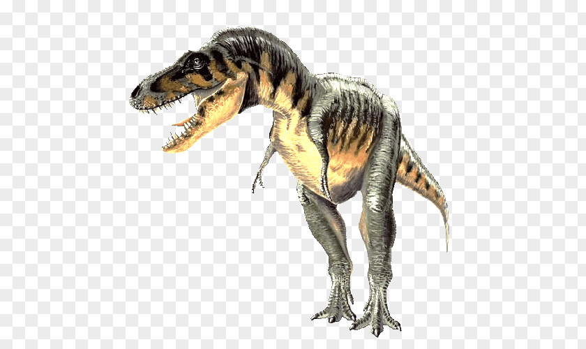 Dinosaur Carcharodontosaurus Tarbosaurus Spinosaurus Tyrannosaurus Gallimimus PNG