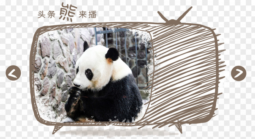 Panda Giant Fauna Snout PNG