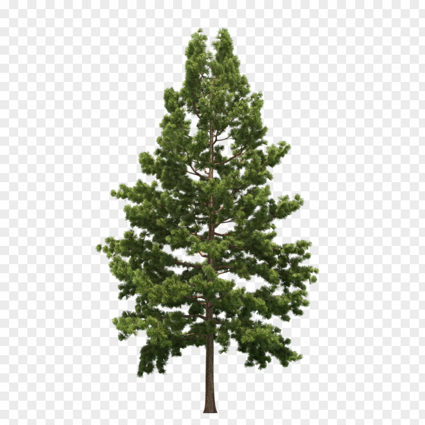 Tree Spruce Christmas Pine PNG