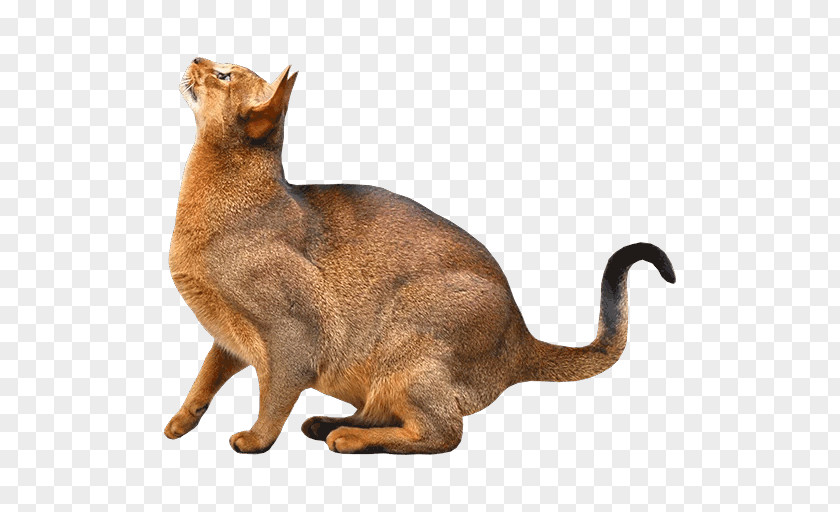 Kitten Abyssinian Siamese Cat Somali Siberian PNG