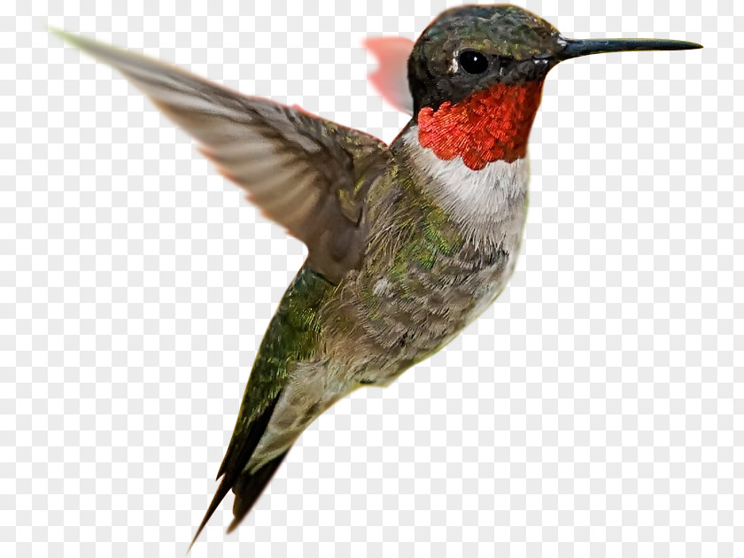 Leo Sky Hummingbird Desktop Wallpaper Flight Feather PNG