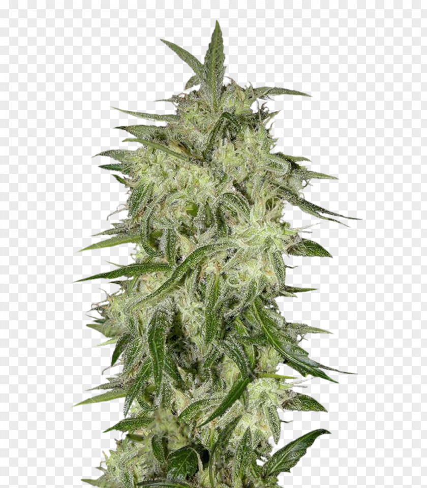 Stay Away From Haze Seed Bank Feminized Cannabis Sativa Skunk PNG