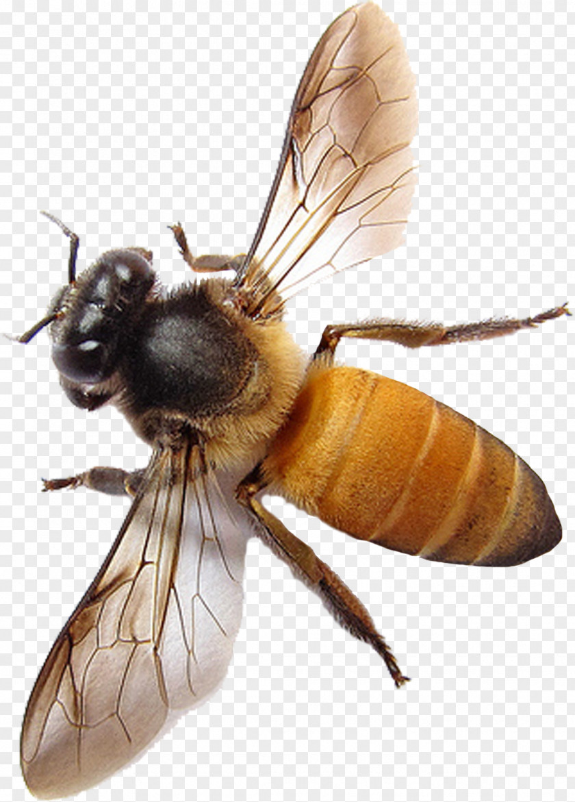 Bee Western Honey Insect Apis Florea Hornet PNG
