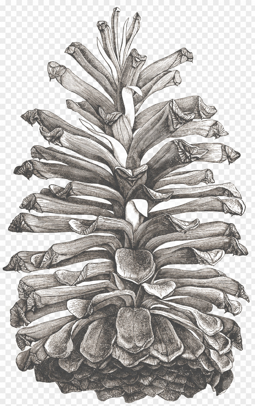 Conifer Cone Drawing Pineapple PNG