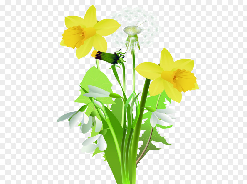 Flower Daffodil Tulip Clip Art PNG