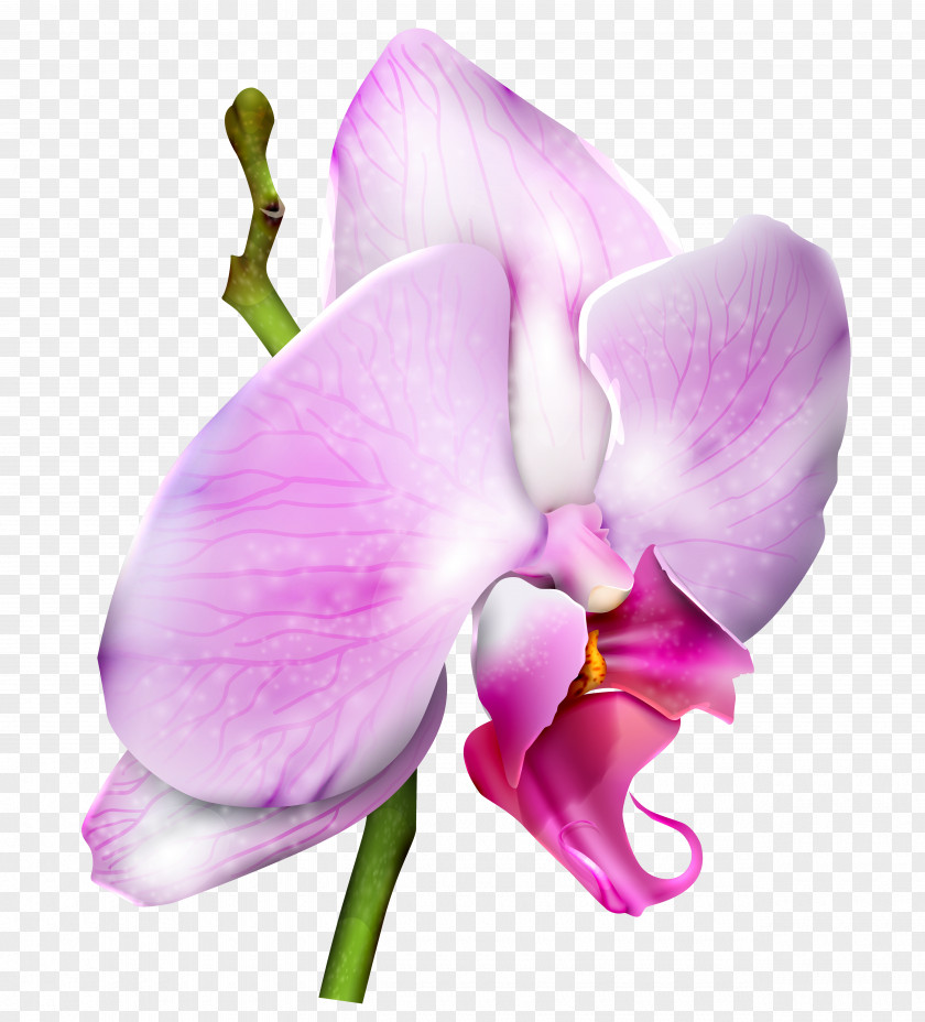 Orchid Clipart Image Moth Orchids Clip Art PNG