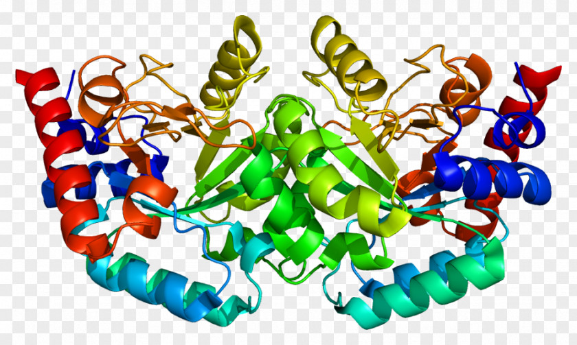 Uridine Monophosphate Synthetase Orotidine 5'-monophosphate 5'-phosphate Decarboxylase PNG