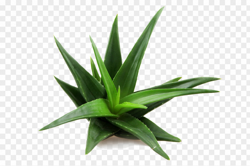 Aloe Vera Skin Care Plant Candelabra Medicine PNG