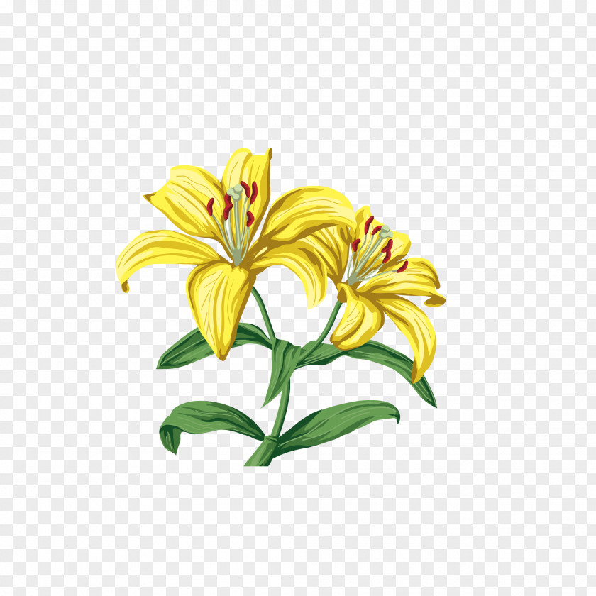 Hand-painted Lily Lilium Clip Art PNG