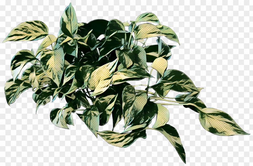 Herbalism Leaf Tree PNG