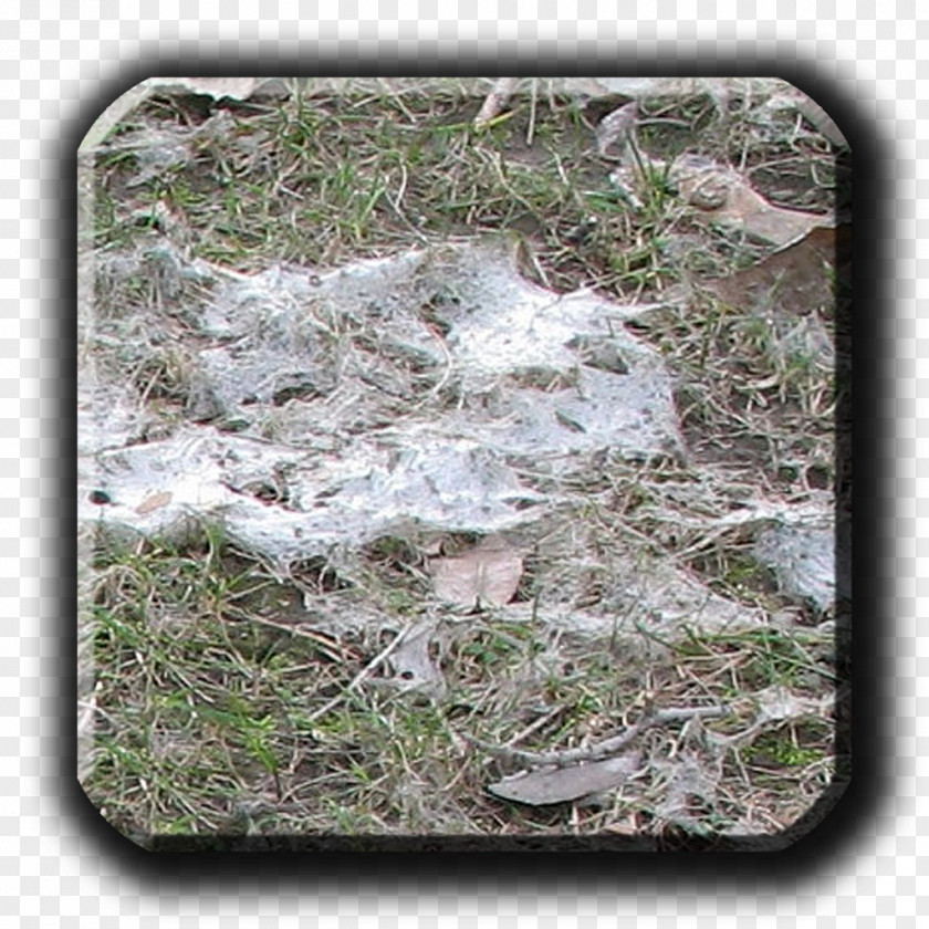 Mold Snow Typhula Blight Fusarium Patch Lawn PNG