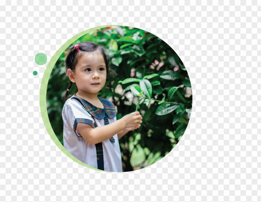 Wild Roots Preschool And Child Care Serangoon Tampines Greenhouse Nursery School Toddler PNG