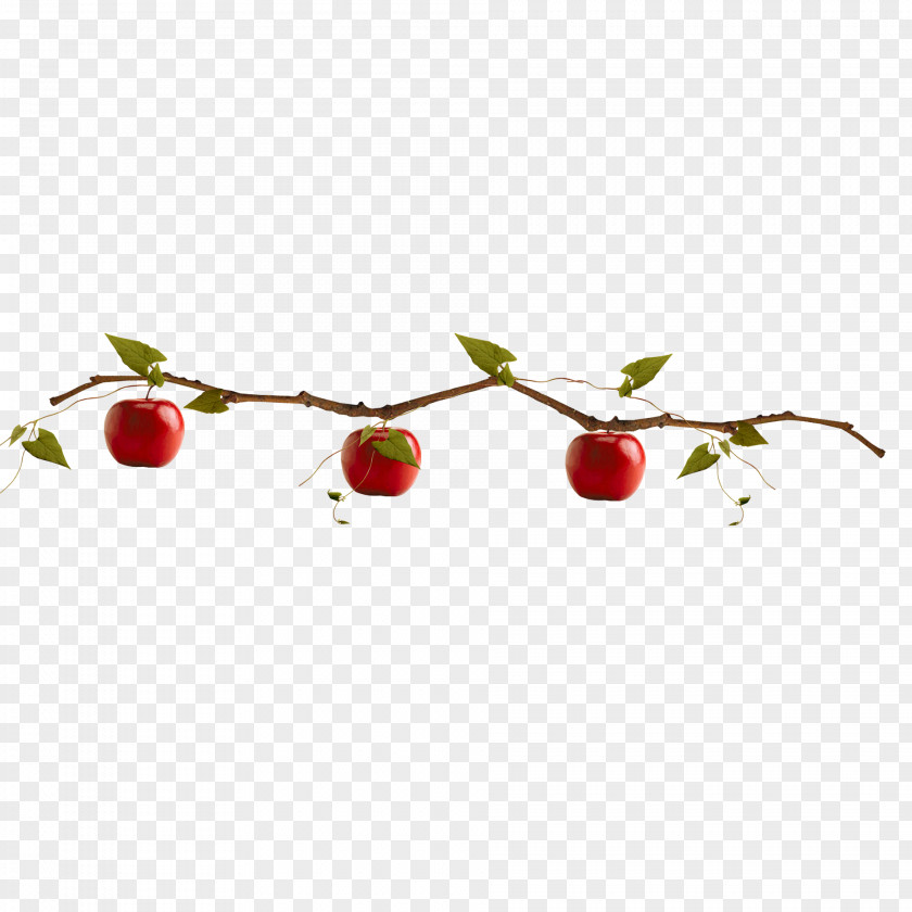 Apple Hanging Adobe Illustrator PNG