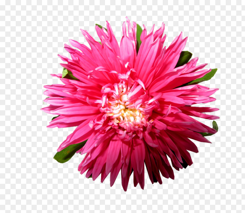 Aster Image Download Adobe Photoshop Android Application Package PNG