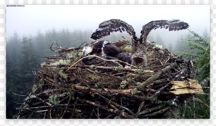 Bird Nest NEST+m Of Prey PNG