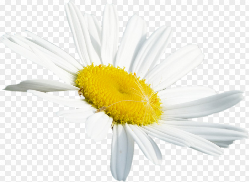 Common Daisy Oxeye Roman Chamomile Transvaal Cut Flowers PNG