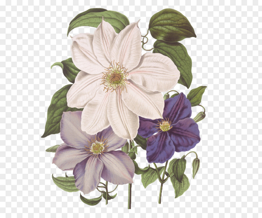 Painting Floral Illustrations Image Drawing PNG