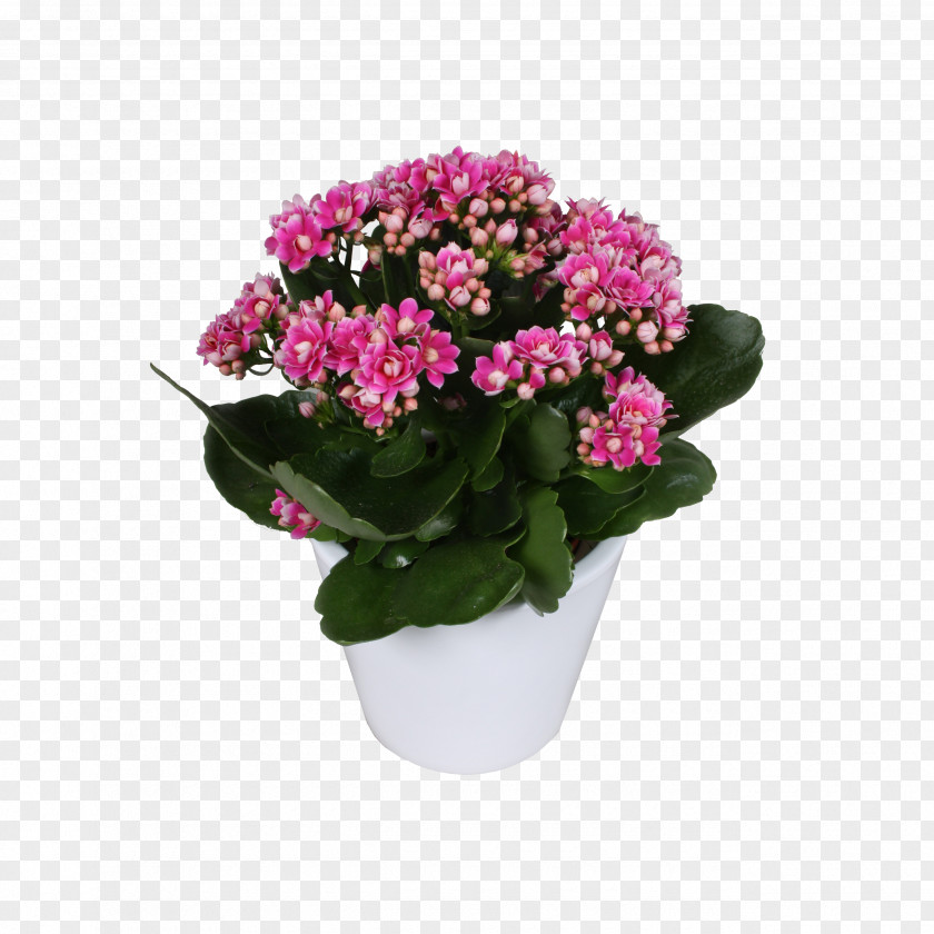 Plant Annual Cut Flowers Shrub Flowerpot PNG