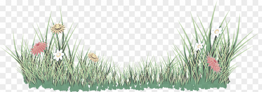 Plant Grass Family PNG