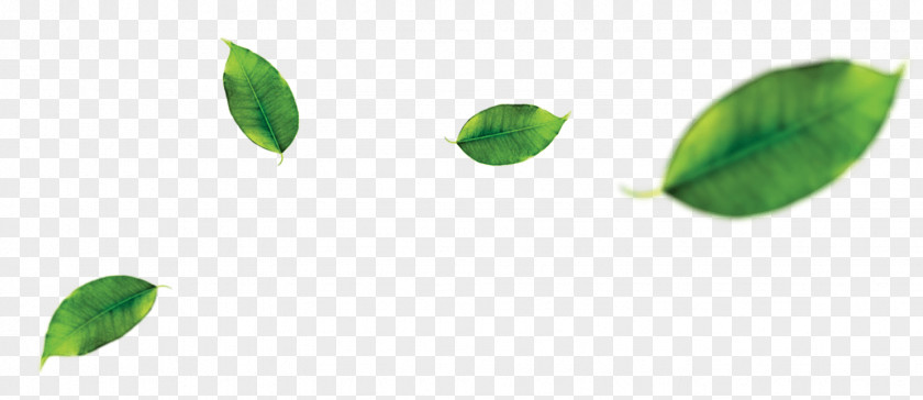 Tea Leaves Green Leaf Orange PNG