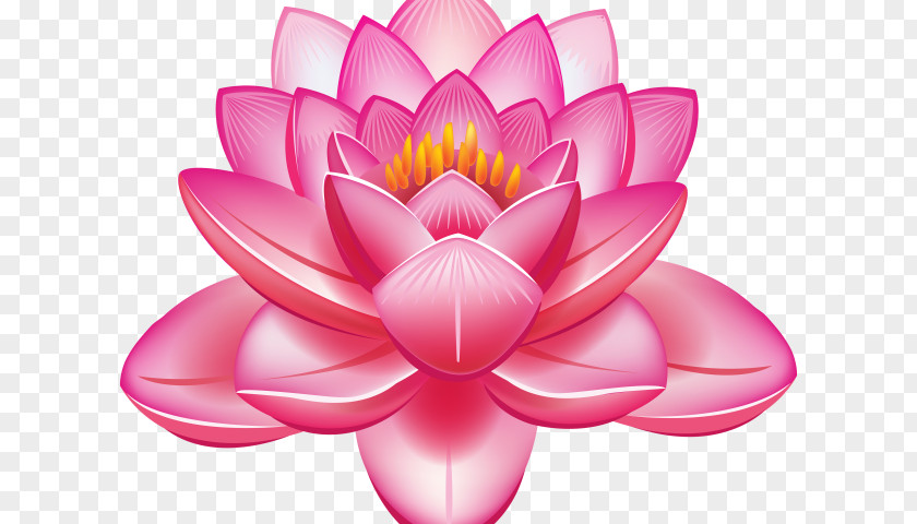 Water Lily Plant Lotus PNG