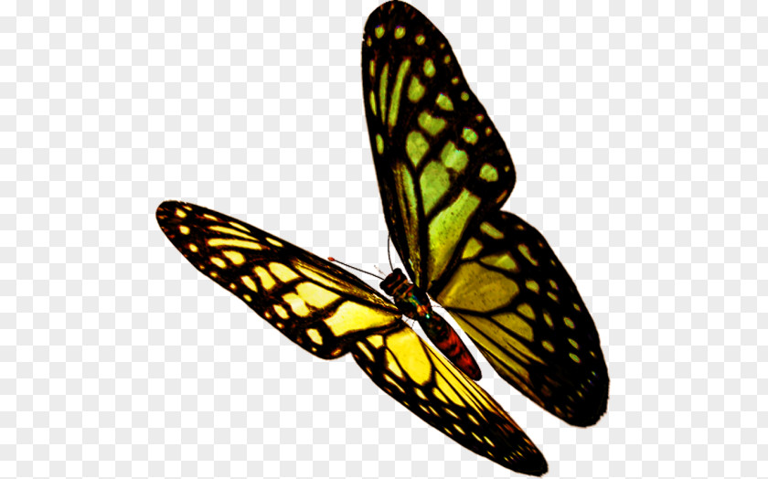 Butterfly Background Insect Clip Art Image PNG