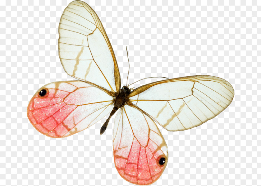 Butterfly Brush-footed Butterflies Image Clip Art PNG