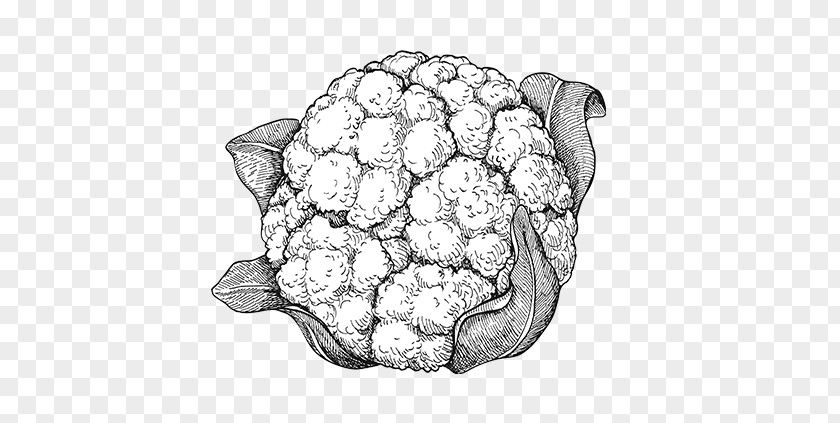Cauliflower Drawing Vegetarian Cuisine Vegetable PNG