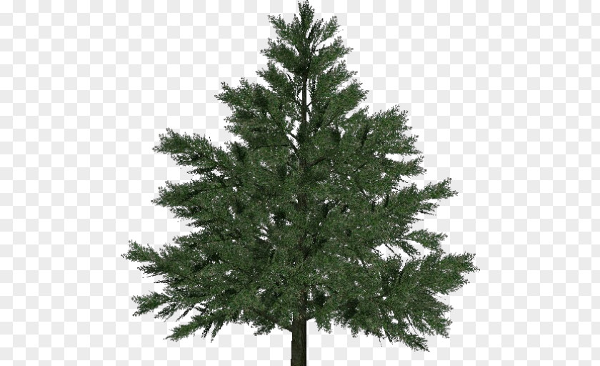 Christmas Tree Pine Larch Norway Spruce PNG